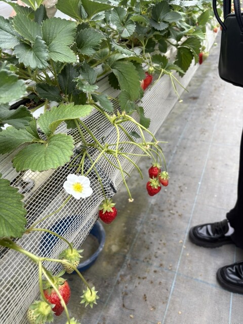 ふるや農園 - 郡山（その他）の写真