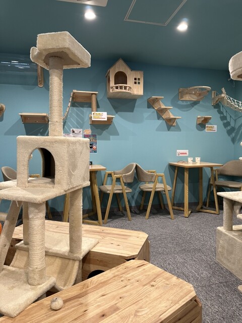 猫カフェ-猫伝説の町 - 小樽（カフェ）の写真