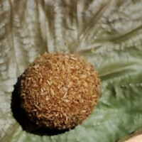 茶禅華 - 