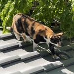 鹿教湯 三水館 - 