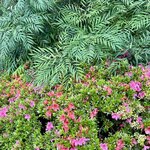 アジアのかまど - 