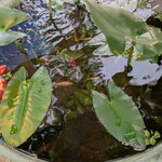 うな正 本町店 - 