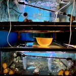 大衆割烹 大黒 - 