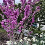 Karuizawa Seikichi - 