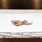 くすのき - 蛍烏賊