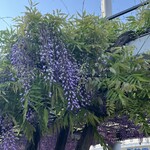 かどでcafe - こちらは翌週　翌週の方が満開だったかなぁ(๑>◡<๑)