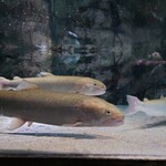 ドライブイン汐風 - 浅虫水族館にいたイトウ