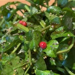 299262455 - クレソンそば