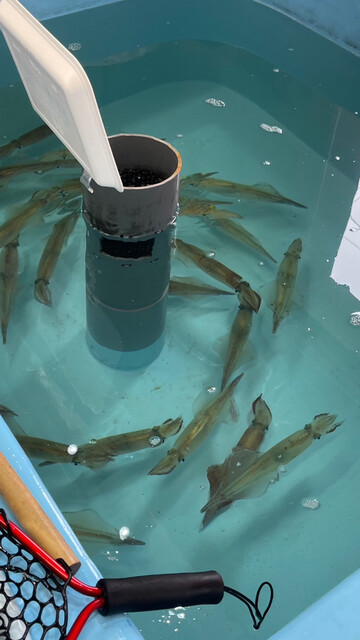 春木商店 - 函館（海鮮）の写真