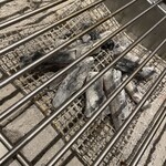 フォルトゥーナ - 