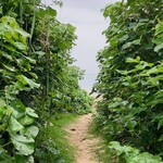 島野菜カフェ Re:Hellow BEACH - 店の裏は海に繋がってます