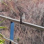 箱根吟遊 武蔵野本館 - 