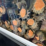 みなみ - さざえ