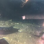 みなみ - 外の水槽
      石鯛、とらふぐ、ひらめ
      が泳いでた