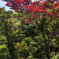 茶房 空花 - 