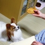 Komenoya - たい焼き（あんこ）と、がん見する愛犬チャキ