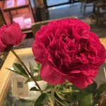 青山フラワーマーケット ティーハウス - 卓上芍薬