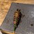 やきとん 大地 - 料理写真: