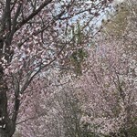 杜のそば家 山本 - 