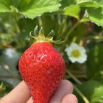 姫路ハートフル観光農園 - 