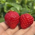 姫路ハートフル観光農園 - 