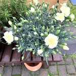 La Cucina del Nacchero - 