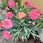 La Cucina del Nacchero - 