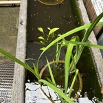 御菓子司 中村軒 - 