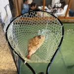 Zauo Hoshizaki Mototen