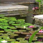 Raja's Balinese Restaurant - 蓮の花が一杯