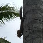 Raja's Balinese Restaurant - 部屋に遊びに来るリス