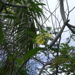 Raja's Balinese Restaurant - 