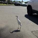 Leonard's Bakery Malasada Truck - 