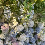 HAUTE COUTURE・CAFE - 