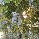 HAUTE COUTURE・CAFE - 