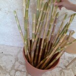 宮古きび茶屋 - 