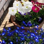 エム・ドゥエル - 店先の花々。