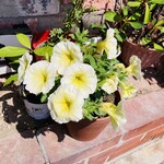 エム・ドゥエル - 