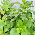 エム・ドゥエル - 紫陽花かな？咲くのが楽しみ