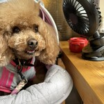 大衆食堂みゆき - 扇風機の季節です。