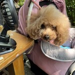 そば処 湧水 - 扇風機の季節になりましたｗ