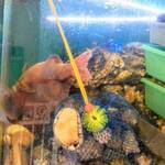 はまさき村 - 水槽（1）