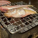 さけ富 - はたはた