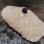 恵比寿 鮨 はつめ - 