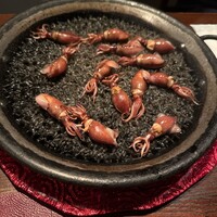 Potoro - 