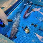 釣宿酒場マヅメ - 