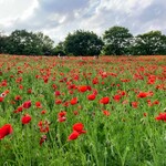 杉並 まん月 - おまけの昭和記念公園の花畑