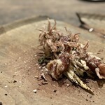 レヴォ - ホタルイカ