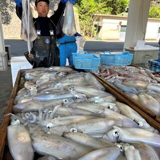 長崎対馬漁師直送!!イカの王様『アオリイカの造り』