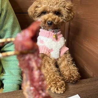【土日祝限定】愛犬と一緒に入店できる席ご用意しております！